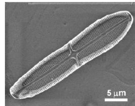 Image frustule_Diatom-2 Contact