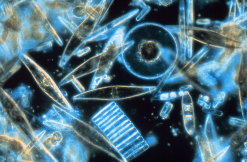 Image_Diatoms_through_the_microscope Organisation