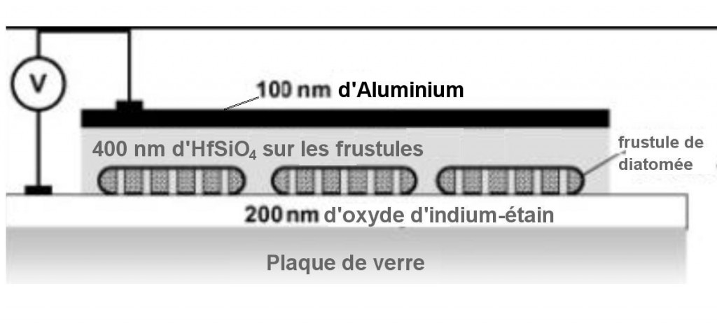 image eleclum diat_Clipboard-3 Les diatomées, algues unicellulaires, nanostructures électro-optiques de demain ?