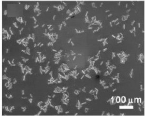 image frustules_2-2 Les diatomées, algues unicellulaires, nanostructures électro-optiques de demain ?