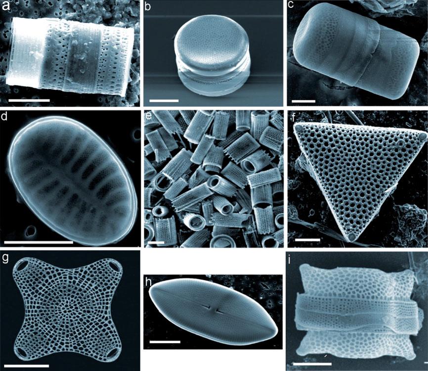 image_diatomées frustules MEB Les diatomées, algues unicellulaires, nanostructures électro-optiques de demain ?