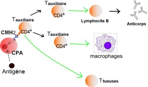 Un schéma simplifié du mécanisme classique d'immunité