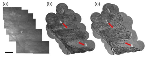 <span style="font-size: small;"><em>Fig.4. Image d'une villosité de l'intestin d'un rat. a) Image composite en microscopie conventionnelle constituée de plusieurs images de mises au point différentes.</em></span> <span style="font-size: small;"><em>b) Image composite de plusieurs images LMSF du même objet. c) la même image qu'en b) mais après une nouvelle mise aupoint numérique correspondant à un rapprochement de 40µm de l'extrémité de la fibre. Les flèches repérées par A indiquent la villosité nette en c), celles repérées par B celle nette en b).</em></span><br /><span style="font-size: small;"><em>On observe que le contraste de l'image LSMF est meilleurque celui de l'image en microscopie conventionnelle. Barre d'échelle 100µm. Crédit Wonshik Choi.</em></span>