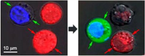 Des nanobulles plasmoniques qui tuent certaines cellules et en traitent d’autres.