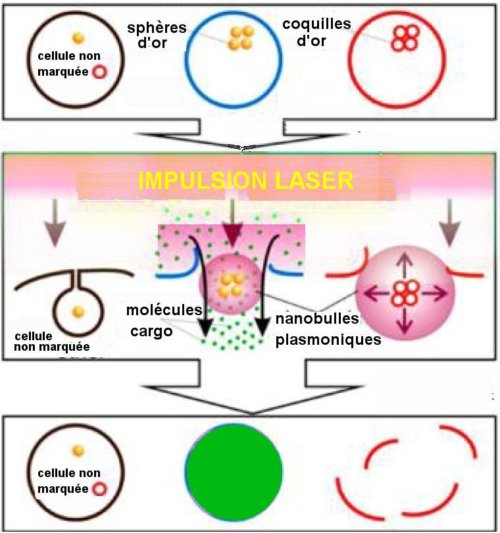 Des nanobulles plasmoniques qui tuent certaines cellules et en traitent d’autres.