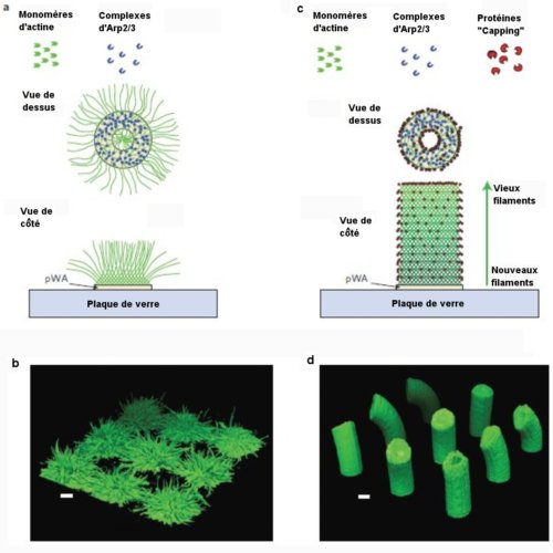 Fig.1. Architecture d'un réseau d'actine poussant sur un motif microscopique torique en l'absence, a-b, ou en la présence, c-d, de protéines “capping”. Les vues b et d sont des reconstructions en 3 dimensions à partir d'images en microscopie confocale prises sous 3 angles perpendiculaires. La barre d'échelle vaut 10micromètres. Crédit Nature Materials