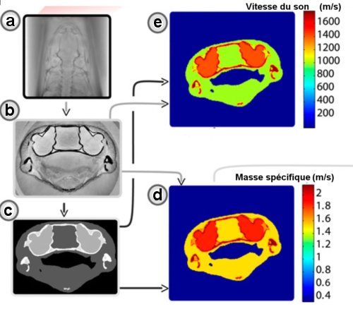 Fig.3. Quelques images 2D obtenues par holotomographie. a) Carte de phase obtenue à partir de 4 radiographies à des distances différentes. b)Tranche holotomographique utilisant les cartes de phase. c) Segment d’image au niveau de l’oreille interne. d) Carte de masse spécifique extraite des images holographiques. e) Idem pour la vitesse du son. Crédit PNAS. Boistel.