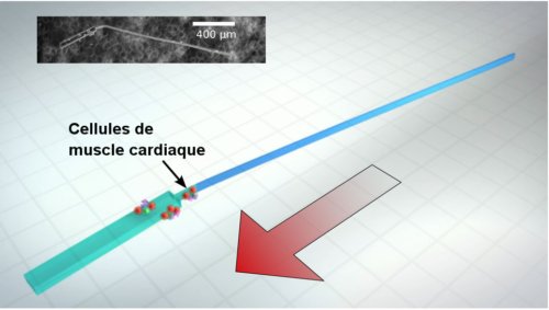 Fig.1. Schéma d’un micro-cargo auto propulsé réalisé en PDMS (polydiméthylsiloxane). La flèche indique la direction du déplacement. Dans l’insert en haut, à droite, on voit une micrographie de l’objet. Crédit Taher Saif.