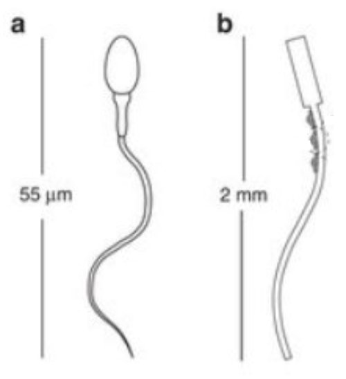 Fig.2. (a) Spermatozoïde nageant grâce à l’ondulation de sa flagelle. (b) Micro-cargo avec une tête rigide, une flagelle flexible et un petit amas de cellules contractiles générant une force qui fait osciller la flagelle. Crédit Nature communications.
