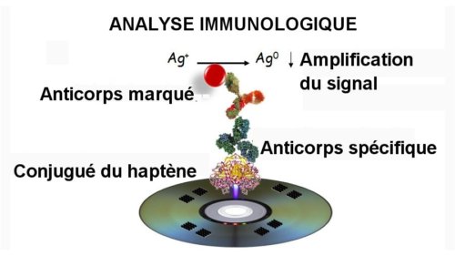 Fig.3. Schéma de l’analyse immunologique. Le conjugué du haptène est imprimé sur les micro-alignements. L’anticorps spécifique est celui de la microcystine recherchée, par exemple. L’anticorps marqué est un anticorps monoclonal qu’on fait agir sur le disque sonde pour faire une mesure différentielle de l’anticorps spécifique. La réduction des ions Ag+ en Ag0 sont ajoutés à la fin du traitement pour augmenter le contraste de l’image. Crédit Ángel Maquieira.