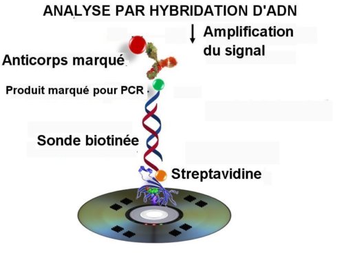 Fig.4. Schéma de l’analyse par hybridation d’ADN.