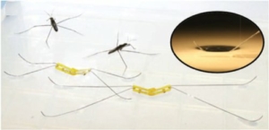 Fig.3. Deux robots sauteurs aux pattes de longueurs différentes mis sur l'eau à côté de deux Gerris. Dans l'insert figure une vue du creux créé à la surface de l'eau par les pattes enduites d'une substance hydrophobe, creux qui supporte le poids du robot. Extrait de" Jumping on water: Surface tension–dominated jumping of water striders and robotic insects Je-Sung Koh, Eunjin Yang, Gwang-Pil Jung, Sun-Pill Jung, Jae Hak Son, Sang-Im Lee, Piotr G. Jablonski, Robert J. Wood, Ho-Young Kim, Kyu-Jin Cho Science, 31 Avril 2015: Vol. 349, no. 62-47, pp. 517-521 avec la permission de AAAS".