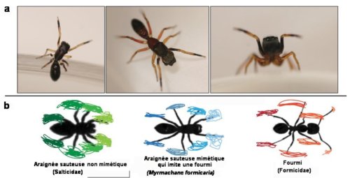 Une araignée qui imite la marche d’une fourmi !