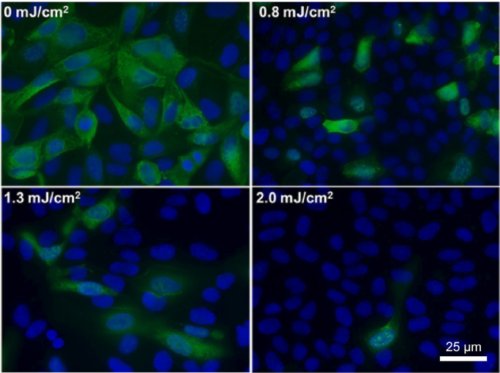 Fig. 3. Efficacité antivirale de différentes faibles doses de lumière UV lointain à 222 nm. Images en fluorescence de cellules épithéliales infectées par le virus H1N1. Les virus étaient irradiés sous forme d’aérosols dans la chambre de la figure2 aux doses indiquées. Les cellules infectées fluorescent en vert. Tiré de Far-UVC light: A new tool to controlthe spread of airborne-mediatedmicrobial diseases David Welch, Manuela Buonanno, Veljko Grilj, Igor Shuryak, Connor Crickmore, Alan W. Bigelow, Gerhard Randers-Pehrson, Gary W. Johnson & David J. Brenner Scientific Reports 09 February 2018 CCC 4.0