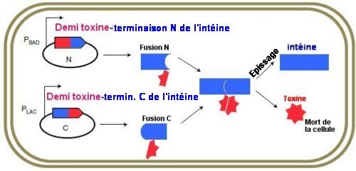 Fig. 1. Représentation schématique de la production de toxine active A l'intérieur d'une bactérie, dans des plasmides encodant une toxine scindée en deux (en rouge) avec une intéine scindée en deux(en bleu) le processus d'épissage reconstitue la toxine et l'intéine. Tiré de Engineered toxin–intein antimicrobials can selectively target and kill antibiotic-resistant bacteria in mixed populations Rocío López-Igual1, Joaquín Bernal-Bayard, Alfonso Rodríguez-Patón , Jean-Marc Ghigo and Didier Mazel . Nature Biotechnology | 2019. Avec autorisation.