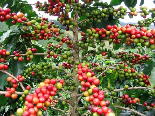 Fig.1 Fruits (cerises) de caféier à divers stades de maturation Wikipedia Fernando Rebelo CCA 3.0
