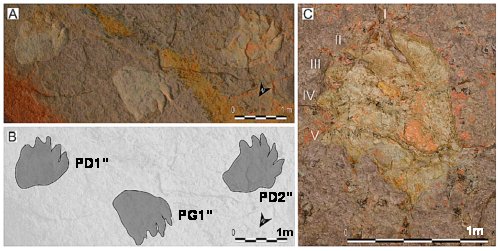 Fig.2 Trajet CAS- A)Cliché photogrammétrique 3D rendant la texture de la paroi. B) Schéma d'interprétation du cliché : PD1"indique la trace du pied droit dans le pas noté 1, PG1" celle du pied gauche dans le même pas, PD2" celle du pied droit dans le pas 2. C) Pied droit (PD2") de la trace du trajet CAS-3 montrant les traces de doigts (griffes) numérotée de I à V. Tiré de Middle Jurassic tracks of sauropod dinosaurs in a deep karst cave in France Jean-David Moreau, Vincent Trincal, Emmanuel Fara, Louis Baret, Alain Jacquet, Claude Barbini, Remi Flament, Michel Wienin, Benjamin Bourel & Amandine Jean Journal of Vertebrate Paleontology e1728286 (14 pages) 25 Mar 2020. Avec autorisation.