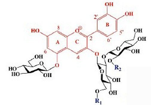 Fig.1. Structures des anthocyanines du chou rouge  R1 et R2 sont des radicaux correspondant aux 8 anthocyanines P1 à P8. Dans le cas de l’anthocyanine P2, R1 est l’ion hydrogène H et R2 est le radical sinapoyl Tiré de Discovery of a natural cyan blue: A unique food-sourced anthocyanin could replace synthetic brilliant blue Pamela R. Denish, Justin B. Siegel et al. Sci. Adv. 2021; 7 : eabe7871 7 April 2021 Creative Commons Attribution License 4.0 (CC BY).