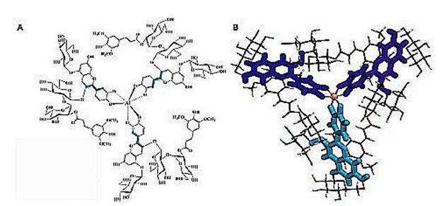 Fig.3. Structure d’ Al3+(P2--)3 A) Structure trimère où 3 molécules P2 forment une structure en forme d’hélice autour de l’ion aluminium. B) Représentation 3D des anthocyanines P2 autour de l’aluminium. Tiré de Discovery of a natural cyan blue: A unique food-sourced anthocyanin could replace synthetic brilliant blue Pamela R. Denish,  Justin B. Siegel et al. Sci. Adv. 2021; 7 : eabe7871 7 April 2021 2021 Creative Commons Attribution License 4.0 (CC BY).