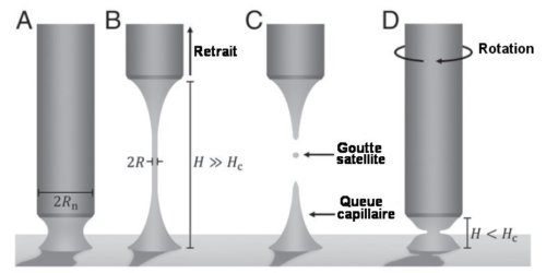 Fig.1. Un processus de dosage A) Un pont liquide cylindrique de hauteur H connecte la buse de rayon Rn au substrat. B) Le retrait de la buse à une hauteur H bien supérieure à une hauteur critique Hc déstabilise le pont et entraîne son amincissement sous l’effet de la tension superficielle. C) Pour les ponts liquides viscoélastiques, le retrait de la buse crée des gouttelettes satellites et une longue queue capillaire qui peuvent contaminer le substrat.                                                                                                                               D) En appliquant une torsion à un pont liquide viscoélastique une indentation se propage vers le centre du pont, entraînant une rupture même à H < Hc. Tiré de Torsional fracture of viscoelastic liquid bridges San To Chana, Frank P. A. van Berlob, Hammad A. Faizic, Atsushi Matsumotoa, Simon J. Hawarda , Patrick D. Andersonb, , and Amy Q. Shena, PNAS 2021 Vol. 118 No. 24 Licence CC BY-NC-ND 4.0.