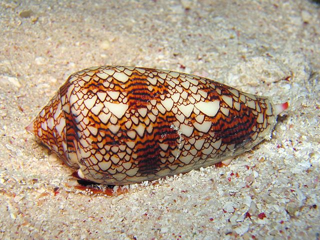 Fig.1 Photo de Conus textilus Observer le "pied" débordant de la coquille qui sert à l'animal à se déplacer. Noter aussi le siphon à l'extrémité rouge, recouvert de récepteurs chimiques, il joue le rôle d’un organe sensoriel.