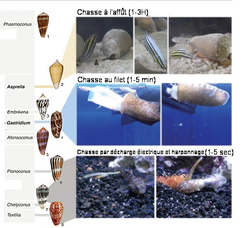 Fig.2. Différentes stratégies de prédation pour divers clades d'escargots marins chasseurs de poissons. A gauche : 8 espéces de conidés 1: Conus radiatus, 2: Conus sulcatus, 3: Conus pergrandis, 4: Conus geographus, 5: Conus kinoshitai, 6: Conus magus, 7: Conus ermineus, 8: Conus bullatus Les noms en gras à gauche sont ceux des clades auxquels ils appartiennent. A droite : Images de 3 stratégies de prédation pour trois espèces [de haut en bas : C. neocostatus (clade Asprella), C. geographus (clade Gastridium), and C. bullatus (clade Textilia)] Tiré de Somatostatin venom analogs evolved by fish-hunting cone snails: From prey capture behavior to identifying drug leads Iris Bea L. Ramiro , Walden E. Bjørn-Yoshimoto, Julita S. ImperialJoanna Gajewiak, Paula Flórez Salcedo, Maren Watkins, Dylan Taylor, William Resager, Beatrix Ueberheide, Hans Bräuner-Osborne, Frank G. Whitby, Christopher P. Hill Laurent F. Martin, Amol Patwardhan, Gisela P. ConcepcionBaldomero M. Olivera and Helena Safavi-Hemami Science Advances • 23 Mar 2022 • Vol 8, Issue 12 • Photos Dylan Taylor and Baldomero M. Olivera, University of Utah. License 4.0 (CC BY-NC).