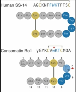 Fig.3 Séquences d’acides aminés représentant schématiquement la Somatostatine humaine et la Consomatine Ro 1. Les cystéines sont représentées en jaune et les acides aminés en bleu et gris. On peut observer la grande ressemblance entre les deux molécules. Tiré de Somatostatin venom analogs evolved by fish-hunting cone snails: From prey capture behavior to identifying drug leads Iris Bea L. Ramiro , Walden E. Bjørn-Yoshimoto, Julita S. ImperialJoanna Gajewiak, Paula Flórez Salcedo, Maren Watkins, Dylan Taylor, William Resager, Beatrix Ueberheide, Hans Bräuner-Osborne, Frank G. Whitby, Christopher P. Hill Laurent F. Martin, Amol Patwardhan, Gisela P. ConcepcionBaldomero M. Olivera and Helena Safavi-Hemami Science Advances • 23 Mar 2022 • Vol 8, Issue 12 • License 4.0 (CC BY-NC).