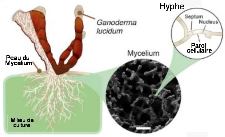 Fig.1. Exemple de mycélium Structure du champignon Ganoderma lucidum très commun en forêt, c’est son mycélium qui est utilisé comme support de microélectronique. Les racines du mycélium poussent dans le milieu de culture utilisé et il en émerge les sporophores qui poussent à partir de la surface sous certaines conditions de température et d’humidité. Les souches de mycélium forment les structures de filaments, les hyphes, à l’échelle microscopique. Tiré de MycelioTronics: Fungal mycelium skin for sustainable electronics Doris Danninger, Roland Pruckner, Laura Holzinger, Robert Koeppe, Martin Kaltenbrunner S C I E N C E A D V A N C E S. 8, eadd7118 (2022) 11 November License 4.0 (CC BY-NC).