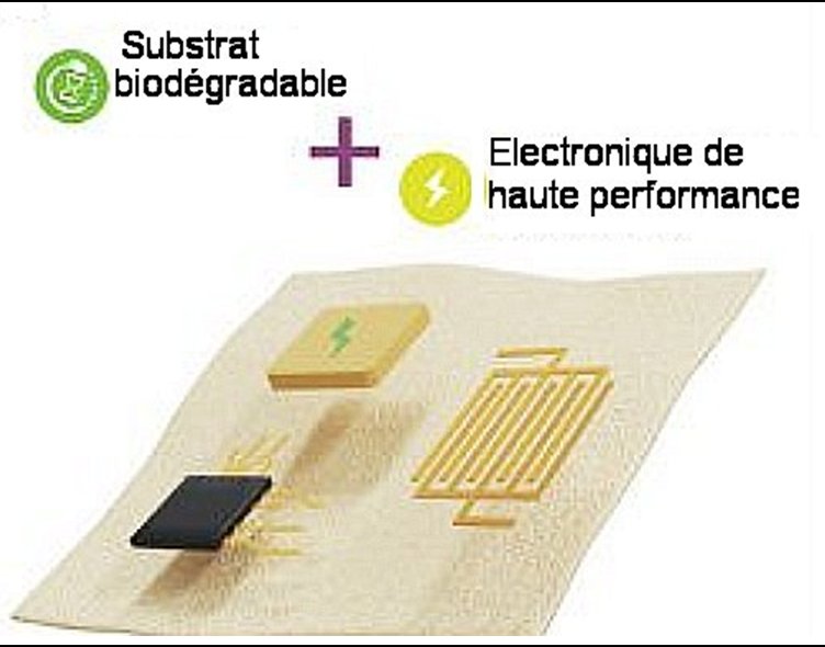  Fig.2. Schéma de l’utilisation du mycélium comme substrat de dispositifs électroniques Tiré de MycelioTronics: Fungal mycelium skin for sustainable electronics Doris Danninger, Roland Pruckner, Laura Holzinger, Robert Koeppe, Martin Kaltenbrunner S C I E N C E A D V A N C E S. 8, eadd7118 (2022) 11 November License 4.0 (CC BY-NC).