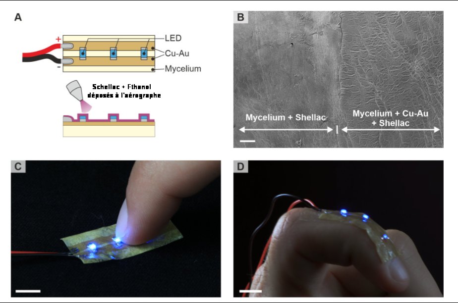 Fig.4 DELs montées par collage à la gomme laque (Shellac) sur mycélium A) Schéma d’un échantillon de mycélium avec deux pistes conductrices à sa surface. Elles sont connectées à trois DEL à montage en surface. L’échantillon est peint de gomme laque dissoute dans l’éthanol à l’aide d’un aérographe. B) Image au microscope électronique à balayage du bord d’une pisteCu-Au sur le substrat en mycélium, le tout peint au vernis gomme laque. Celui-ci isole toute la surface de l’échantillon. La barre d’échelle vaut 50µm. C) Photographie de la bande de DELs touchée par un doigt, démontrant ainsi la qualité de l’isolation électrique. Barre d’échelle : 1 cm. D) Photographie de la bande de DELs adhérant à un doigt en se courbant. Tiré de MycelioTronics: Fungal mycelium skin for sustainable electronics Doris Danninger, Roland Pruckner, Laura Holzinger, Robert Koeppe, Martin Kaltenbrunner S C I E N C E A D V A N C E S. 8, eadd7118 (2022) 11 November License 4.0 (CC BY-NC).