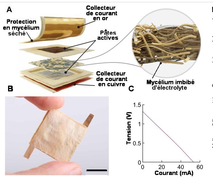 Fig.5. Concept d’une batterie en mycélium A) Vue éclatée d’une batterie zinc-carbone utilisant un séparateur mycélium imbibé d’une solution d’électrolyte. B) Photographie d’une telle batterie. C) Courbe de polarisation d’une batterie de ce type assemblée avec une cathode collectrice de courant en or évaporé. Tiré de MycelioTronics: Fungal mycelium skin for sustainable electronics Doris Danninger, Roland Pruckner, Laura Holzinger, Robert Koeppe, Martin Kaltenbrunner S C I E N C E A D V A N C E S. 8, eadd7118 (2022) 11 November License 4.0 (CC BY-NC).