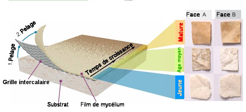 Fig.3. Croissance du mycélium sur un substrat avec grille intercalaire On obtient rois types distincts de film de mycélium selon le temps de croissance. La face A correspond à celle en contact avec l’air, la face B à celle en contact avec la grille de polyéthylène. Tiré de MycelioTronics: Fungal mycelium skin for sustainable electronics Doris Danninger, Roland Pruckner, Laura Holzinger, Robert Koeppe, Martin Kaltenbrunner S C I E N C E A D V A N C E S. 8, eadd7118 (2022) 11 November License 4.0 (CC BY-NC).