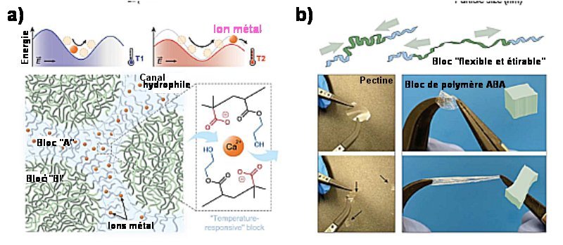 Fig.3. Réponse en température du bloc A du copolymère et comparaison des propriétés mécaniques du copolymère et de la pectinea) Mécanisme de la réponse en température du bloc A : la déformation des puits de potentiel (en haut) avec la température facilite la migration, sous l’effet d’un champ électrique, des ions à travers les canaux hydrophiles du bloc A (en bas). b) Flexibilité mécanique et étirabilité du copolymère synthétique. A gauche, le film de pectine se déchire après une légère traction et torsion, tandis qu’adroite, le copolymère résiste à des mouvements répétés de torsion et d’extension grâce aux propriétés du bloc B. Le polymère est ici étiré à 300% de sa forme originale. Tiré de Flexible biomimetic block copolymer composite for temperature and long-wave infrared sensing Tae Hyun Kim, Zhun Zhou, Yeong Suk Choi, Vincenzo Costanza , Linghui Wang, Joong Hwan Bahng, Nicholas J. Higdon, Youngjun Yun , Hyunbum Kang, Sunghan Kim , Chiara Daraio Science Advances 9, eade0423 (2023) 10 February 2023 CC BY-NC 