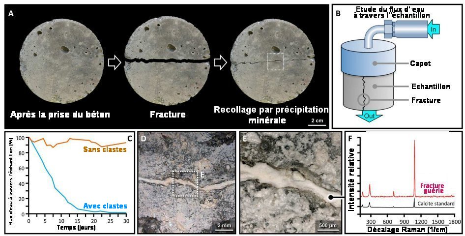 Fig.3. Expérience d’auto-guérison d’une fracture dans un béton moderne sur le modèle d’un béton ancien Romain.A) Après la prise, les échantillons de béton sont fracturés mécaniquement et repositionnés avec un écart de 0,5 ±0,1 mm. B) De l’eau est injectée à travers l’échantillon en passant par un débitmètre. C)Le flot de l’eau cesse après 30 jours dans un échantillon contenant des clastes de chaux (courbe bleue) à l’inverse de celui de contrôle sans clastes de chaux (courbe orange). D) Micrographie de la surface fracturée révélant qu’elle a été complètement remplie par une nouvelle phase minérale. E) Portion agrandie(250x) de l’image D. F) Identification par spectroscopie Raman de la phase remplissant la fracture comme étant de la calcite. Tiré de Hot mixing: Mechanistic insights into the durability of ancient Roman concrete Linda M. Seymour, Janille Maragh, Paolo Sabatini, Michel Di Tommaso , James C. Weaver, Admir Masic Science Advances. 9, 6 January 2023, CC BY-NC 