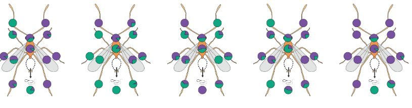 Fig.3. Les cellules R sont plus fréquentes dans les tissus somatiques et les cellules O plus fréquentes dans le sperme Les petits ronds sont des diagrammes " camembert " qui représentent les pourcentages de DNA R (en violet) et de DNA O (en vert) dans les têtes, les thorax, les antennes , les pattes, les ailes et le sperme de 5 mâles R/O représentatifs d’une cohorte de 37 mâles. Tiré de Obligate chimerism in male yellow crazy ants, H. Darras, C. Berney, S. Hasin, J. Drescher, H. Feldhaar, L. Keller. Science 380, 55–58 (2023) Avec autorisation. 