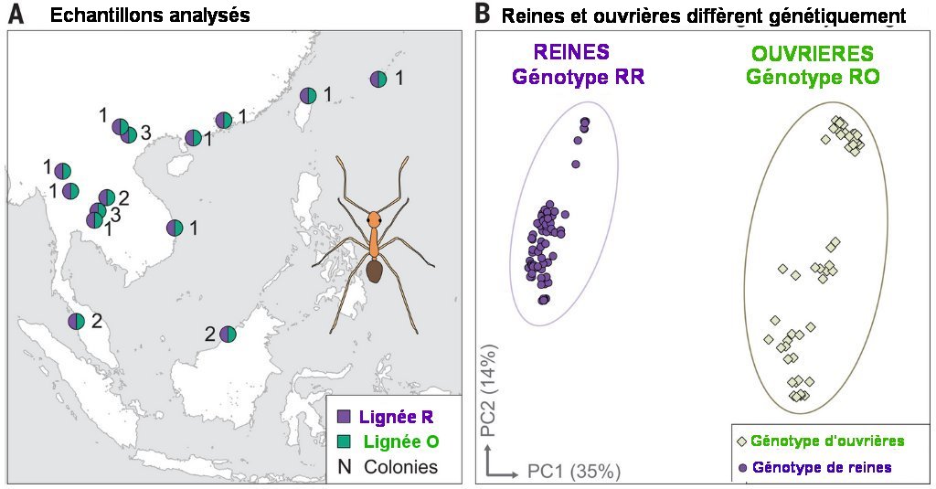 Fig.1. Une analyse phylo-géographique révèle deux lignées différentes en tous lieux de récolte.A) Lieux et nombre de colonies étudiées. B) Analyse en coordonnées principales des variations génétiques parmi les reines (n =53) et les ouvrières (n= 91). Cela revient à représenter graphiquement la ressemblance génétique entre n individus. Le pourcentage de la variation totale observée sur chacun des axes de PCoA est indiquée. Tiré de Obligate chimerism in male yellow crazy ants, H. Darras, C. Berney, S. Hasin, J. Drescher, H. Feldhaar, L. Keller. Science 380, 55–58 (2023) 