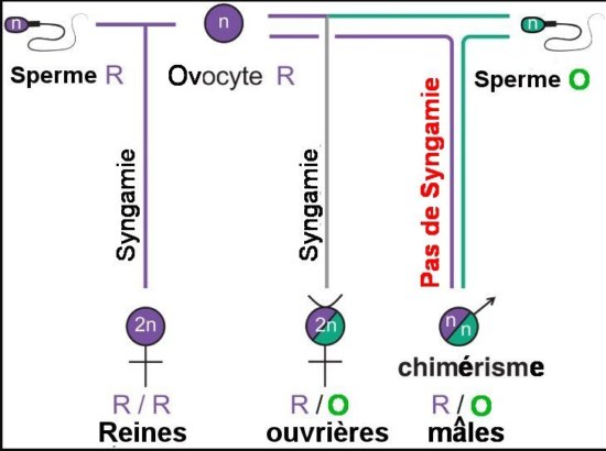  Fig.2. Système de reproduction de A. gracilipes Les reines sont de pure lignée, les ouvrières sont hybrides et les mâles sont chimériques. Représentation schématique du système de reproduction de A. gracilipes. Les reines ont un génome RR et stocke à la fois du sperme R et du sperme O dans leur spermathèque. Les reines et les ouvrières se développent à partir d’œufs fertilisés par du sperme R ou du sperme O respectivement. Les mâles se développent à partir d’œufs fertilisés par du sperme O dans lequel le noyau parental n’a pas fusionné et s’est développé séparément. Il en résulte des adultes qui sont des chimères avec des cellules R haploïdes et des cellules O haploïdes dans différentes parties du corps. En particulier, leur sperme peut être R ou O. Tiré de Obligate chimerism in male yellow crazy ants, H. Darras, C. Berney, S. Hasin, J. Drescher, H. Feldhaar, L. Keller. Science 380, 55–58 (2023) Avec autorisation. 