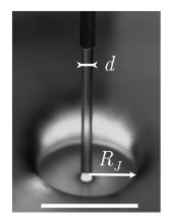 Fig.2. Photographie d’un ressaut hydrauliqueLe diamètre du jet d’eau est ici de 0,9 mm. La barre blanche d’échelle vaut 1 cm. Tiré de Oscillations ad Cavity Modes in the Circular Hydraulic Jum Aurélien Goerlinger, Michael Baudoin, Farzam Zoueshtiagh, and Alexis Duchesne PHYSICAL REVIEW LETTERS 131, 194001 (2023) DOI : 10.1103/PhysRevLett.131.194001). Avec autorisation. .