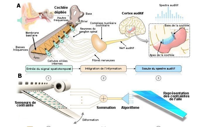 Fig.1. Mécanisme de la cochlée, principe des TSMTonotopie auditive chez l’être humain. Application de ce mécanisme à la distribution des contraintes d’une aile d’avion pour la représentation de leurs mesures. Ces deux schémas de matrice de senseurs nécessite M x N ou M + N fils conducteurs des signaux vers le décodeur. Le système TSM de matrice proposé n’exige qu'un fil de sortie Tiré de One-wire reconfigurable and damage-tolerant sensor matrix inspired by the auditory tonotopy Zhihe Long1, Weikang Lin, Pengyu Li, Biao Wang, Qiqi Pan, Xiaodan Yang, Wang Wei Lee, Henry Shu-Hung Chung, Zhengbao Yang , Sciience Advances 9, eadi6633 (2023) 29 November 2023 CC BY NC