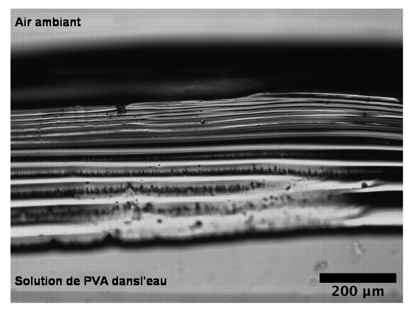 Fig.2. Image en microscopie en fond clair de la couche de polymère à l’interface air-eau à la fin (t~ 103 )Tiré de Evaporation of Concentrated Polymer Solutions Is Insensitive to Relative Humidity, Max Huisman, Paul Digard, Wilson C. K. Poon, and Simon Titmuss PHYSICAL REVIEW LETTERS 131, 248102 (2023) .Creative Commons Attribution 4.0 International