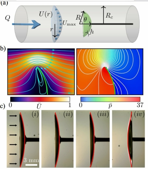 Fig.1. a) Schéma de l'expérience : Une coquille élastique d'angle d'ouverture θ est installée au centre d'un canal cylindrique de rayon Rc. L'écoulement du fluide visqueux y suit la courbe de vitesse parabolique s'annulant au contact de la paroi du tube (Ecoulement de Poiseuille de vitesse maxima Umax). b) Ecoulement autour d'une coquille rigide avec θ= 40° et R/h = 104 où R est le rayon de la coquille et h son épaisseur. Les lignes de courant sont superposées sur la carte en couleurs du module de la vitesse (à gauche) et les contours de la pression p le sont sur la carte en couleurs de celle-ci. c) Photos d'une coquille allant jusqu'à sa transition avec R =15 mm, h= 0,23 mm, θ= 30°. Le rayon du tube cylindrique Rc vaut 12,5 mm, le module d'Young de la matière de la coquille E = 1,1MPa, et le débit est Q = 100 ml/min. De (i) à (iii), le temps s'écoule alors que la coquille se déforme à peine avant de subir une brusque transition en (iv). Tiré de Fluid-Induced Snap-Through Instability of Spherical Shells. Pier Giuseppe Ledda, Hemanshul Garg, Vitus Østergaard-Clause, Lucas Krumenacker Rudzki,c Ahmad Madary, and Matteo Pezzulla. PHYSICAL REVIEW LETTERS 135, 234002 (2025). Avec autorisation.