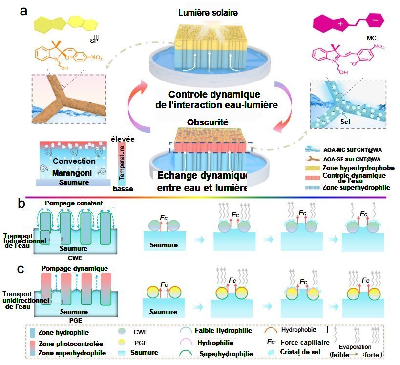 Fig.1. Fonctionnement du PGEa) Décharge dynamique de sel par l'opération réversible entre AOA-SP(nettoyage ) et AOA-MC (dépôt de sel) b) Processus d'accumulation du sel en surface dans lcas du CWE. c) Le contrôle dynamique du mouvement de l'eau augmente l'évacuation du sel dans le cas du PGE. Fig.1. Fonctionnement du PGE a) Décharge dynamique de sel par l'opération réversible entre AOA-SP(nettoyage ) et AOA-MC (dépôt de sel) b) Processus d'accumulation du sel en surface dans lcas du CWE. c) Le contrôle dynamique du mouvement de l'eau augmente l'évacuation du sel dans le cas du PGE. Nature Communications | (2025)16:9622 Open access