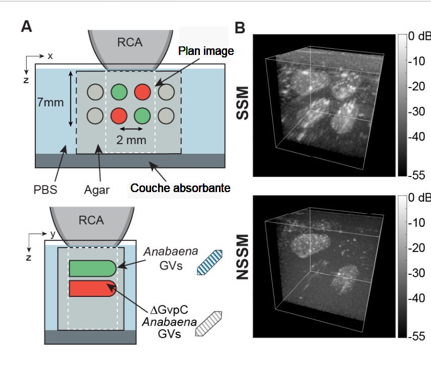 Fig.2.Vésicules contenant Anabaena à l’état sauvage et Anabaena après suppression d’une protéineA) Schéma de la configuration. De l’Agar- Agar, gélifiant immergé dans une solution saline tamponnée au phosphate (PBS, de l’anglais phosphate buffered saline) contient des vésicule de gaz remplies, les unes d’Anabaena flos aquae subissant une diffusion linéaire, les autres d’Anabaena flos aquae dépouillée de la protéine accessoire Gvpc et donc subissant une diffusion non linéaire. Des vésicules En haut, vue de la section des vésicules. En bas, section le long de l’axe des vésicules. B) Vue en section transversale des vésicules de gaz, en haut, en diffusion linéaire (SSM), en bas en diffusion non linéaire (NSSM). Les images sont obtenues par un balayage (108 positions de la nappe sonore) sur un volume de 8,8x8,8x10mm3. SSM fournit un signal dans les vésicules augmenté par rapport au fond d’agar tandis que NSSM éteint le signal linéaire pour ne garder que les vésicules sans Gvpc. Tiré de "Nonlinear sound-sheet microscopy: Imaging opaque organs at the capillary and cellular scale" Baptiste Heiles, Flora Nelissen, Rick Waasdorp, Dion Terwiel, Byung Min Par, Eleonora Munoz Ibarra, Agisilaos Matalliotakis, Tarannum Ara, Pierina Barturen-Larrea, Mengtong Duan, Mikhail G. Shapiro, Valeria Gazzola, David Maresca Science 388, eads1325 (2025) 4 April 2025 Supplementary Materials. Avec autorisation.